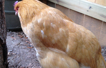 How you can help your chickens when they are sick