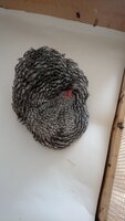 DSC_1578.JPG