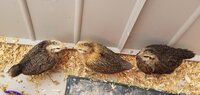 3 chicks.jpg