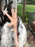 74795AD1-86C2-462D-A7FE-F137442D76B3.jpeg