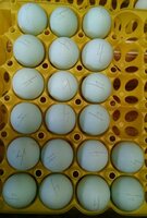 Blue eggs from large fowl black Ameraucana chickens.jpg