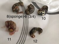 F529CB1D-7AC2-4125-AAFA-0C13BCDF9F69.jpeg
