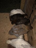 0B540868-BD19-4937-8AC1-888BFEA77AB7.jpeg