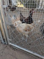 IMG_20190531_190821.jpg