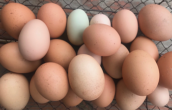 Chickens: Why We Should ALL Be Eggcited