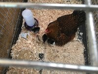 Chicks 2019-06-01.jpeg.jpg