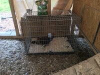Chicks in crate 2019-06-01.jpeg.jpg