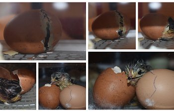 Chick Hatching 3-2-19.jpg
