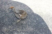 IMG_5881.JPG