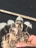 72BDF65A-91E0-4E66-BB08-8AD32EC5107A.jpeg
