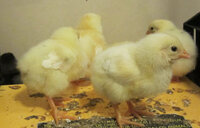 TJ's chicks on brooder plate.jpg