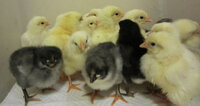 TJ's chicks 4.jpg
