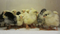 TJ's chicks 3.jpg