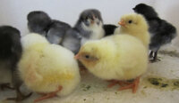 TJ's chicks 2.jpg