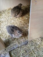 IMG_20190606_105213.jpg