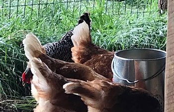 hens at feeder.jpg