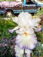 IMG_20190607_142615.jpg