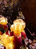 IMG_20190607_142731.jpg