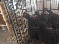 2chicken.jpg 2chicken.jpg