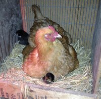 maggie and 14 day old chicks.jpg