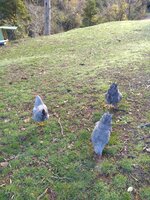 IMG_20190609_100124295.jpg