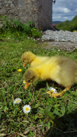 130666BF-F899-4D81-B323-23FF43F2525D.png
