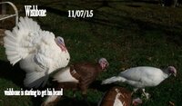 Wishbone, 11-2015.jpg