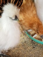 20190603_183432.jpg