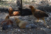 hot day incubator chicks.jpg