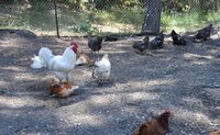hot day big chickens.jpg