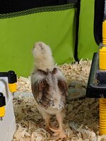 IMG_20190611_184641.jpg