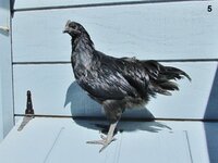 Ayam Cemani (5).JPG