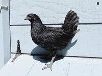 Ayam Cemani (6).JPG