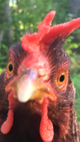 IMG_1205.png IMG_1205.png
