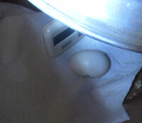 egg.jpg