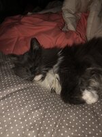 CA0A660C-2EF3-4793-B386-CE54F4FCB56C.jpeg
