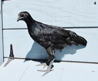 Ayam Cemani (4).JPG