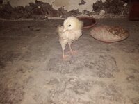 IMG_20190617_084806.jpg
