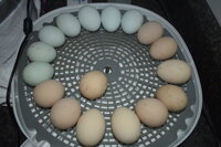 6-17-19 Early Lockdown 10 Mottled Orps, 4 Legbars, 3 True Blues.JPG