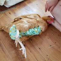 Chicken in Diaper.jpg