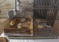 orphans cage.jpg