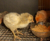 orphans1.jpg