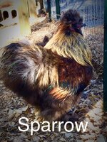 sparrow.jpg