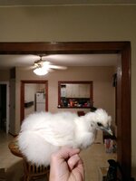 IMG_20190619_031338981.jpg