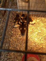 IMG_20190619_173931599.jpg