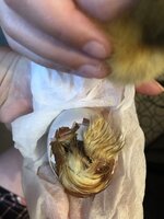 4C113855-6B96-4C65-AC96-103142E0FD10.jpeg