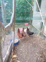 IMG_20190620_111906.jpg