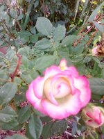 IMG_20190620_111314.jpg