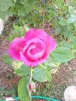 IMG_20190620_111242.jpg