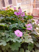 IMG_20190620_112022.jpg